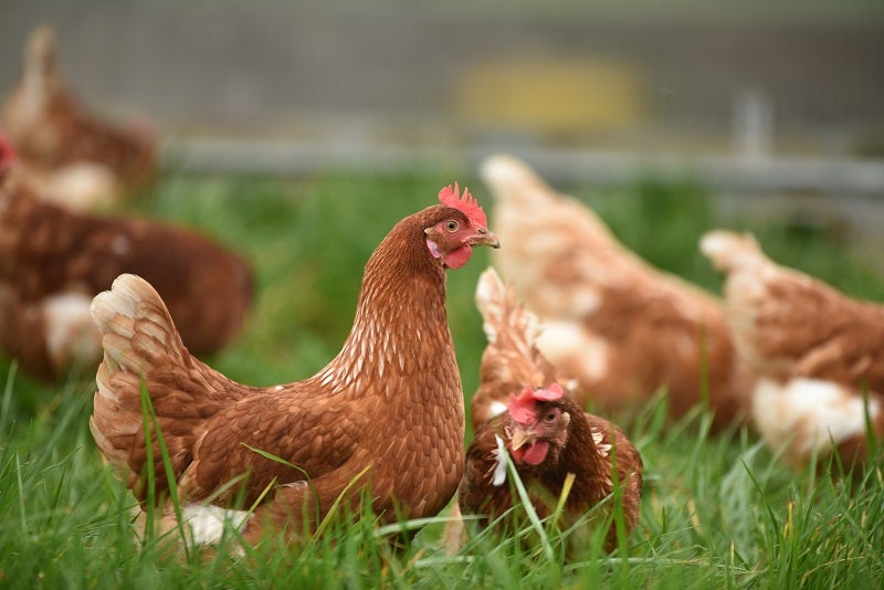 meat; poultry; investment; USDA